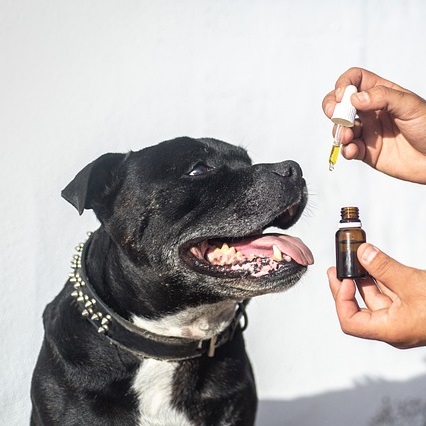 Olejki CBD dla zwierząt